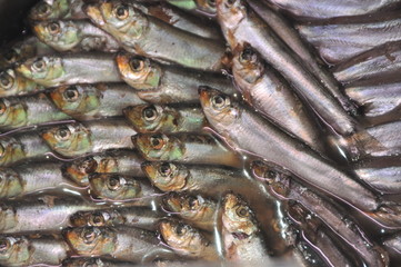 fresh fish