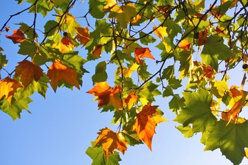maple leaves on background of blue sky