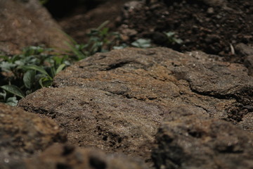 close up a arena y piedras rodeadas de vegetación verde en una playa durante el atardecer