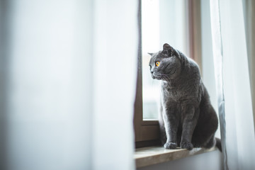 British cat looking through the window