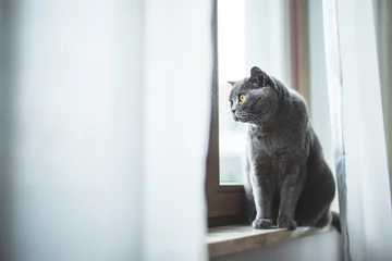 Wandaufkleber British cat looking through the window © Photocreo Bednarek