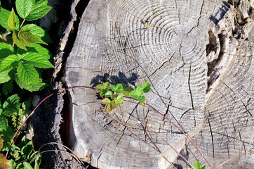 Old wooden stump among green grass.
