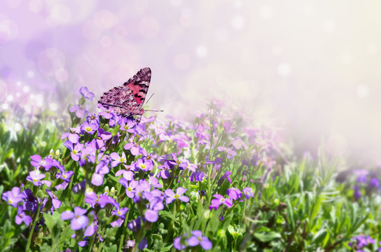 Butterfly On Purple Flowers In Summer.