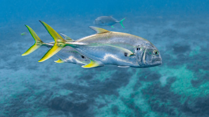 Wild Crevalle Jacks (Caranx hippos) swim through a central Florida spring. Also known as Common...