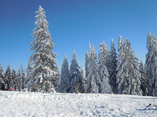 Paisajes lleno de abetos nevados