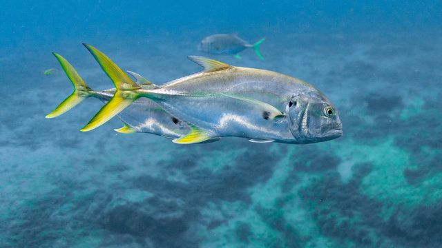 Wild Crevalle Jacks (Caranx hippos) swim through a central Florida spring. Also known as Common Jacks, these fish are fast, agile predators, feeding on other, smaller fish.