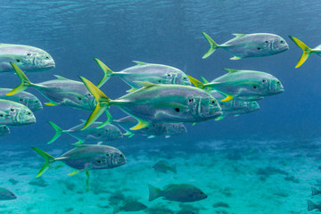 Schooling Crevalle Jacks (Caranx hippos) move through a central Florida spring. Also known as...