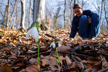 Woman picking fresh white snowdrop flowers (Galanthus nivalis) in the forest by the lake in beautiful sunny day. First messengers of spring. Front view. Close up. Selective focus.