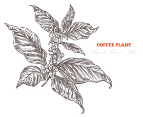 Coffee plant sketch branch with flowers and berries. Hand drawn isolated vector. Engraving vintage botanical or floral  illustration