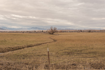 Barren tree in pasture with leading lines in front of a snow capped mountain range
