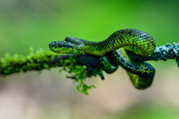 Talamancan Palm-Pitviper, Bothriechis nubestris, nature habitat. Rare new specie viper in tropical forest. Poison snake in the dark jungle. Detail of beautiful green snake from Costa Rica, in moss.