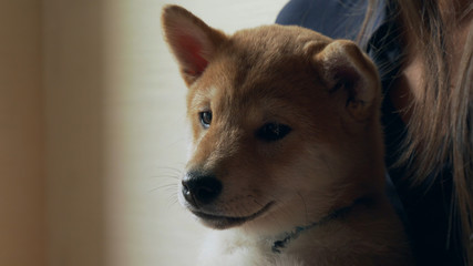 Close up shiba inu puppy dog on owner hands