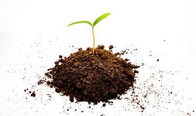 Junge Pflanze wächst aus der Erde Feisteller