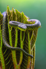 Talamancan Palm-Pitviper, Bothriechis nubestris, nature habitat. Rare new specie viper in tropical forest. Poison snake in the dark jungle. Detail of beautiful green snake from Costa Rica, in moss.