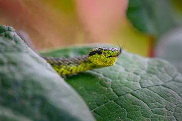 Talamancan Palm-Pitviper, Bothriechis nubestris, nature habitat. Rare new specie viper in tropical forest. Poison snake in the dark jungle. Detail of beautiful green snake from Costa Rica, in moss.