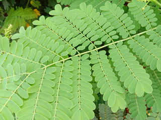 Peacock green leaves on tree backgrounds and textures closeup for wallpaper interior design.