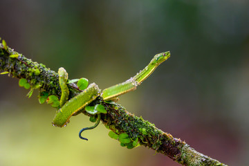 Talamancan Palm-Pitviper, Bothriechis nubestris, nature habitat. Rare new specie viper in tropical forest. Poison snake in the dark jungle. Detail of beautiful green snake from Costa Rica, in moss.