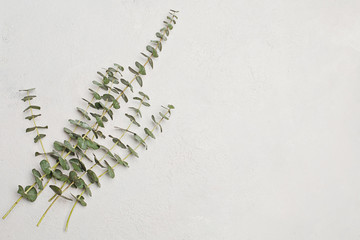 Green leaves on white plaster background