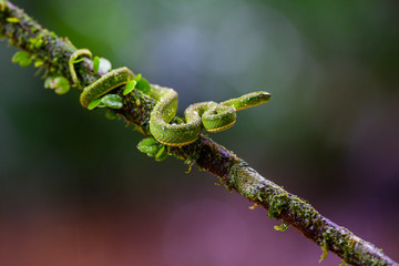 Talamancan Palm-Pitviper, Bothriechis nubestris, nature habitat. Rare new specie viper in tropical forest. Poison snake in the dark jungle. Detail of beautiful green snake from Costa Rica, in moss.