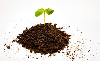 Junge Pflanze wächst aus der Erde Feisteller