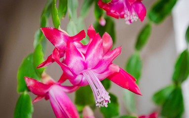 Pink Zigocactus Flowers
