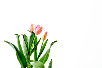 Beautiful bouquet tulips on white background