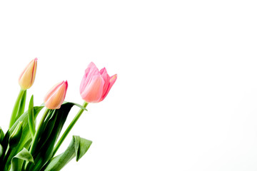 Beautiful bouquet tulips on white background