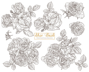Set of vector sketch roses. Floral and botanical hand drawn collection of isolated flowers. Monochrome engravind plants