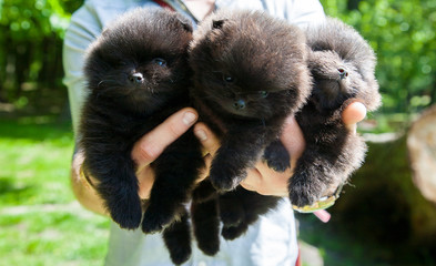 Little pomeranian puppies outside black 