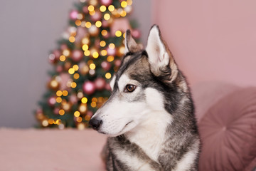 Christmas Husky dog. Hotel concept for animals. Vetclinic. Animal Calendar Template. Christmas card with dog. Animal shelter. Gift for children, man’s best friend.Veterinary. Puppy New Year