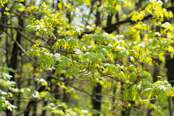 Spring coming, nature is awakening, first maple leaves in April have soft green color.