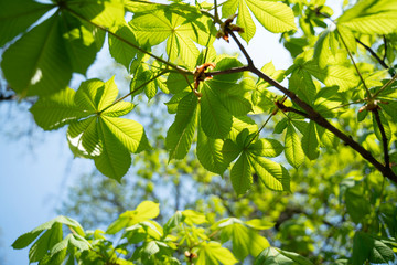 Spring coming, nature is awakening, first chestnut leaves in park have soft green color, Kiev, Ukraine.