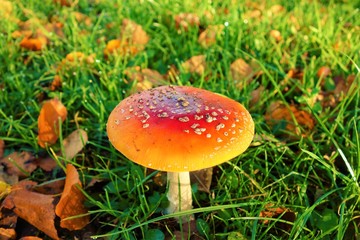 fly agaric in the forest