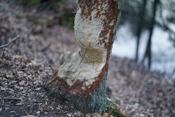 Close up shot of large tree trunk bark chewed gnawed by beavers in the forest. Chipped wood and sawdust around the tree. Beavers building dam by a creek or looking for food   