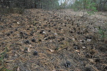 Forest Floor: Pine Needles and Earthy Serenity
