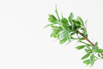 Green leaves.White background.Copy space.Mockup for design.Minimalism