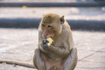 Obraz premium A thai monkey or Crab-eating macaque, Macaca Fascicularis Raffles Eating bananas and sitting and blur background in phra kal shrine, Lopburi THAILAND