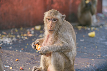 Naklejka premium A thai monkey or Crab-eating macaque, Macaca Fascicularis Raffles Eating bananas and sitting and blur background in phra kal shrine, Lopburi THAILAND