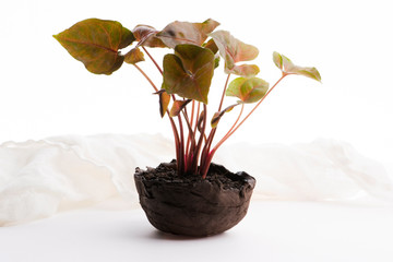 Small plant in pot on white background sygnonium