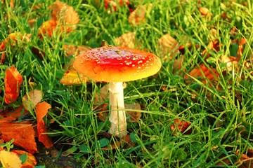 Fly Agaric Toadstool (Amanita muscaria).
