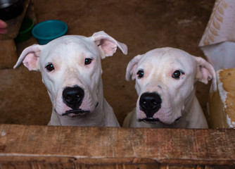 Dogo argentino 