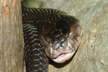 Close up  spitting cobra snake on stick tree
