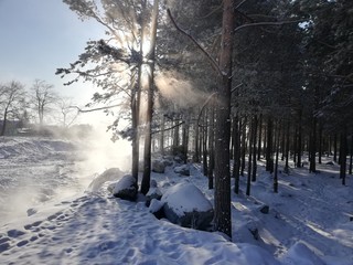 road in winter forest