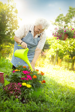 Senior  Woman Gardener Planting Flowers In The Garden.
