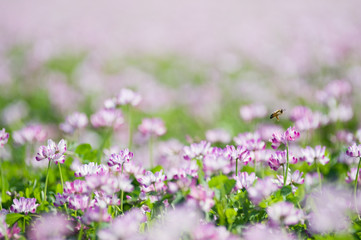 レンゲ畑で蜜を集めるミツバチ  
