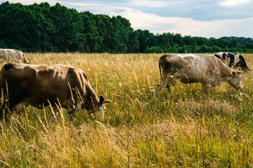 Cows on a summer pasture. Yellow grass on the field