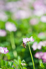 Fototapeta premium レンゲ畑で蜜を集めるミツバチ 