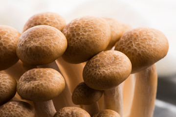 Brown beech mushrooms, Shimeji mushroom