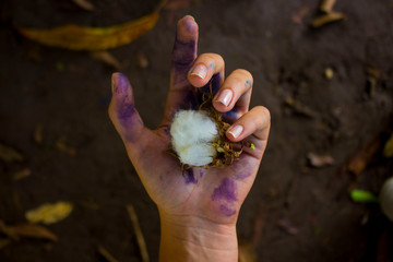 Algodón en mano 