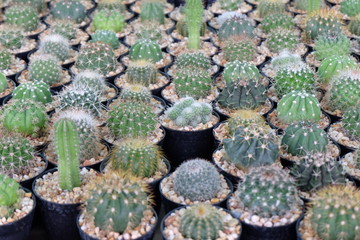 green, background, be happy, botany, cactus species, closeup, decor, decorate the garden, desert, fresh, garden decoration, garden decoration wood, happiness, hobby, home, houseplant, in the shade, la